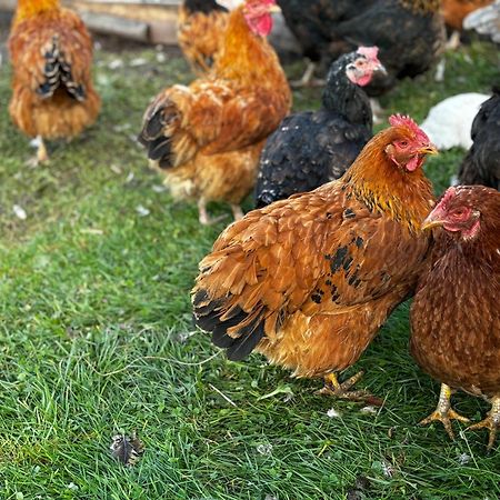 Ferienwohnung Peters Hünfeld Dış mekan fotoğraf